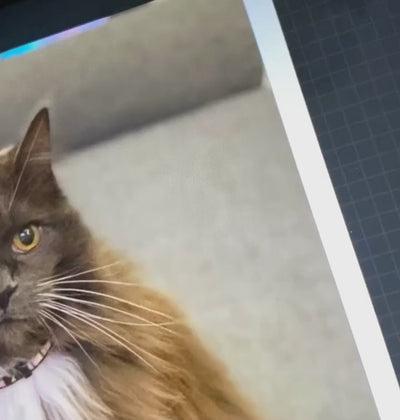 Collier pour animal de compagnie avec gravure One Line Art